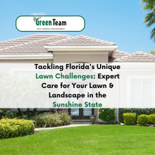 Expert Care for Your Lawn