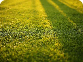 Choosing the Right Grass Seed for Shade in Florida