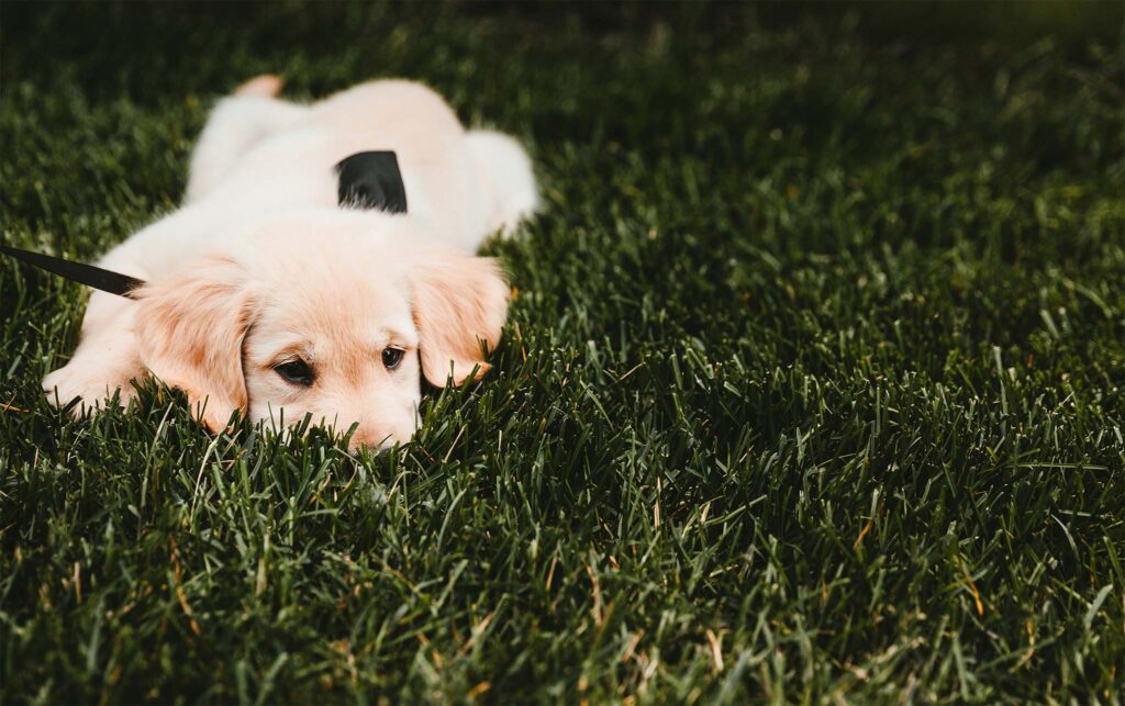 Puppy resting on the grass