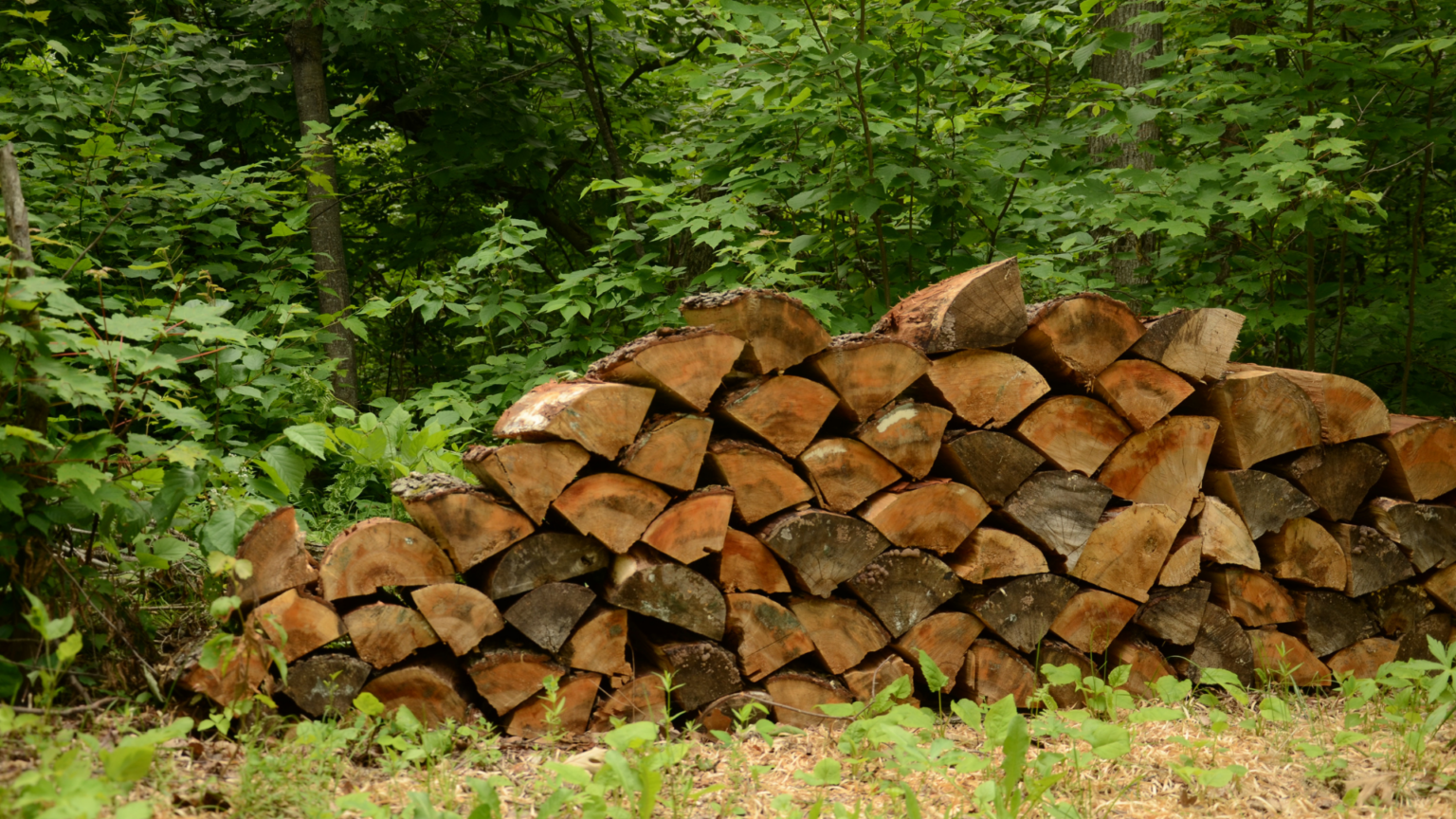 Essential Fall Pest Control Tips for Florida Homes Your Green Team