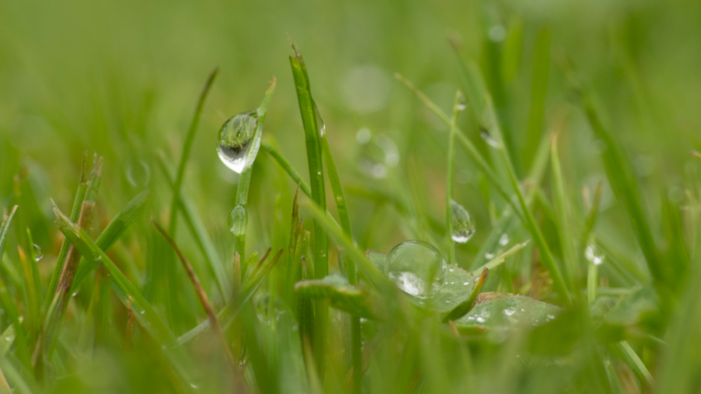 dewdrops glistening on blades of green grass.