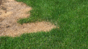 Close-up of compacted soil in a lawn