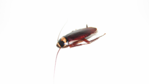 This image shows a cockroach, a prime example of a moisture-driven pest. Learn more about how to prevent and control these pests in our blog post.