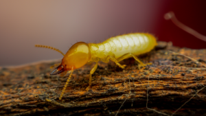 A close-up of a termite on a piece of wood.