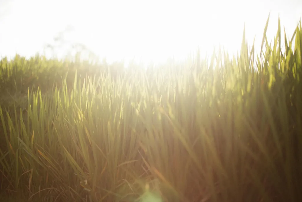 Best-Ever Summer Lawn: Fertilizer, Irrigation & Pest Tips
