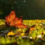 When & How to Feed Your Florida Lawn With Fall Fertilizer?