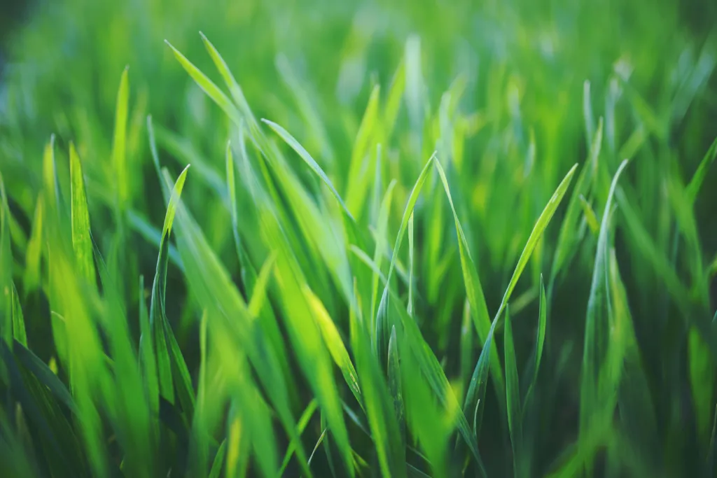 How & Why to Use Crabgrass Preventer In Florida 