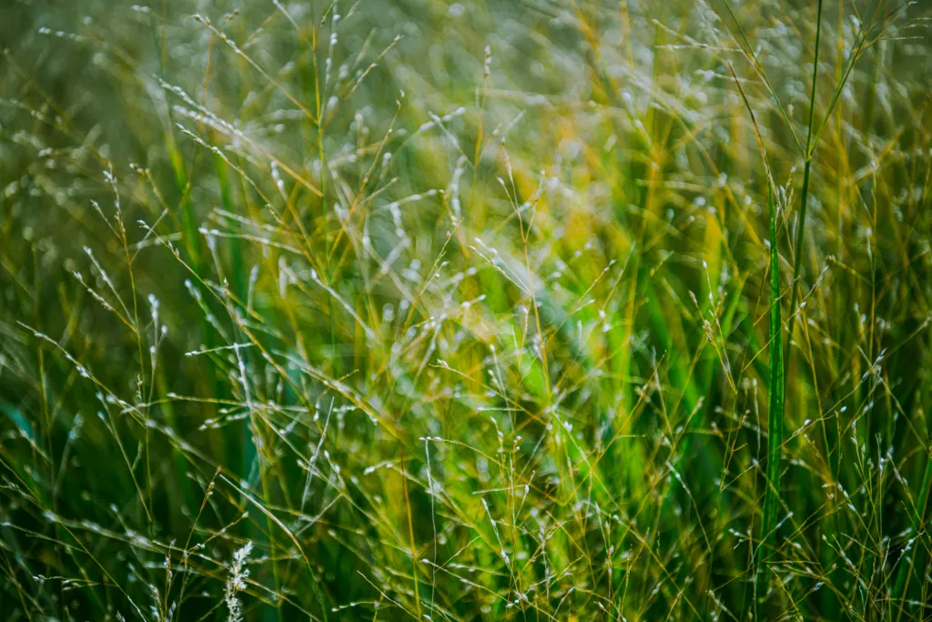 The Secret Superpower That Makes Nutsedge Weed Hard to Kill