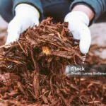 What Is Mulch Doing for Your Yard?